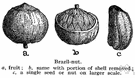 edible nut - a hard-shelled seed consisting of an edible kernel or meat enclosed in a woody or leathery shell