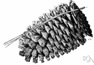 Jeffrey's pine - tall symmetrical pine of western North America having long blue-green needles in bunches of 3 and elongated cones on spreading somewhat pendulous branches