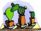 family Cactaceae - constituting the order Opuntiales