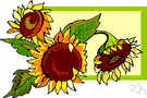 sunflower - any plant of the genus Helianthus having large flower heads with dark disk florets and showy yellow rays