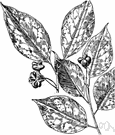 spindleberry tree - any shrubby trees or woody vines of the genus Euonymus having showy usually reddish berries