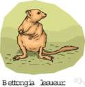 genus Bettongia - jerboa kangaroo