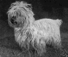 silky terrier - Australian breed of toy dogs having a silky blue coat