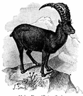 Capra ibex - wild goat of mountain areas of Eurasia and northern Africa having large recurved horns