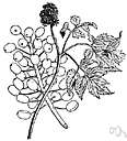 baneberry - a plant of the genus Actaea having acrid poisonous berries