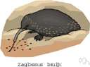 Zaglossus - a genus of Tachyglossidae