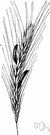 rye - the seed of the cereal grass