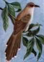 black-billed cuckoo - North American cuckoo