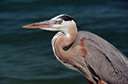 Ardea - type genus of the Ardeidae: large New and Old World herons