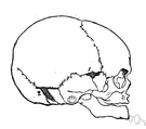 fontanelle - any membranous gap between the bones of the cranium in an infant or fetus