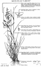 Agrostis alba - slender European grass of shady places