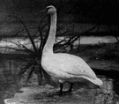 whooper - common Old World swan noted for its whooping call