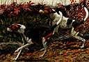 American foxhound - an American breed of foxhounds used for hunting both in packs and individually