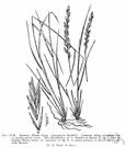 Agropyron smithii - valuable forage grass of western United States