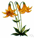 wild meadow lily - common lily of the eastern United States having nodding yellow or reddish flowers spotted with brown