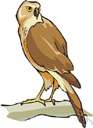 hawk - diurnal bird of prey typically having short rounded wings and a long tail