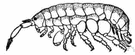 beach flea - small amphipod crustaceans that hop like fleas