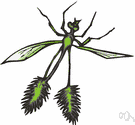 Neuroptera - an order of insects including: lacewings