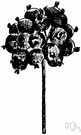 Dwarf elder - bristly herb of eastern and central North America having black fruit and medicinal bark