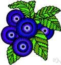 blaeberry - erect European blueberry having solitary flowers and blue-black berries