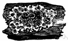lecanora - any lichen of the genus Lecanora