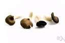 acervate - pertaining to a growth of fungi that forms a heaped-up mass