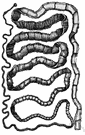 alvine - of or relating to the intestines