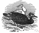 musk duck - large crested wild duck of Central America and South America