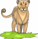 Felis concolor - large American feline resembling a lion