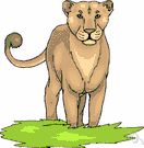 panther - large American feline resembling a lion