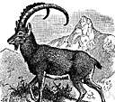 Capra aegagrus - wild goat of Iran and adjacent regions