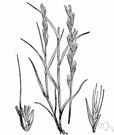 darnel - weedy annual grass often occurs in grainfields and other cultivated land