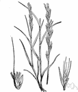Lolium temulentum - weedy annual grass often occurs in grainfields and other cultivated land